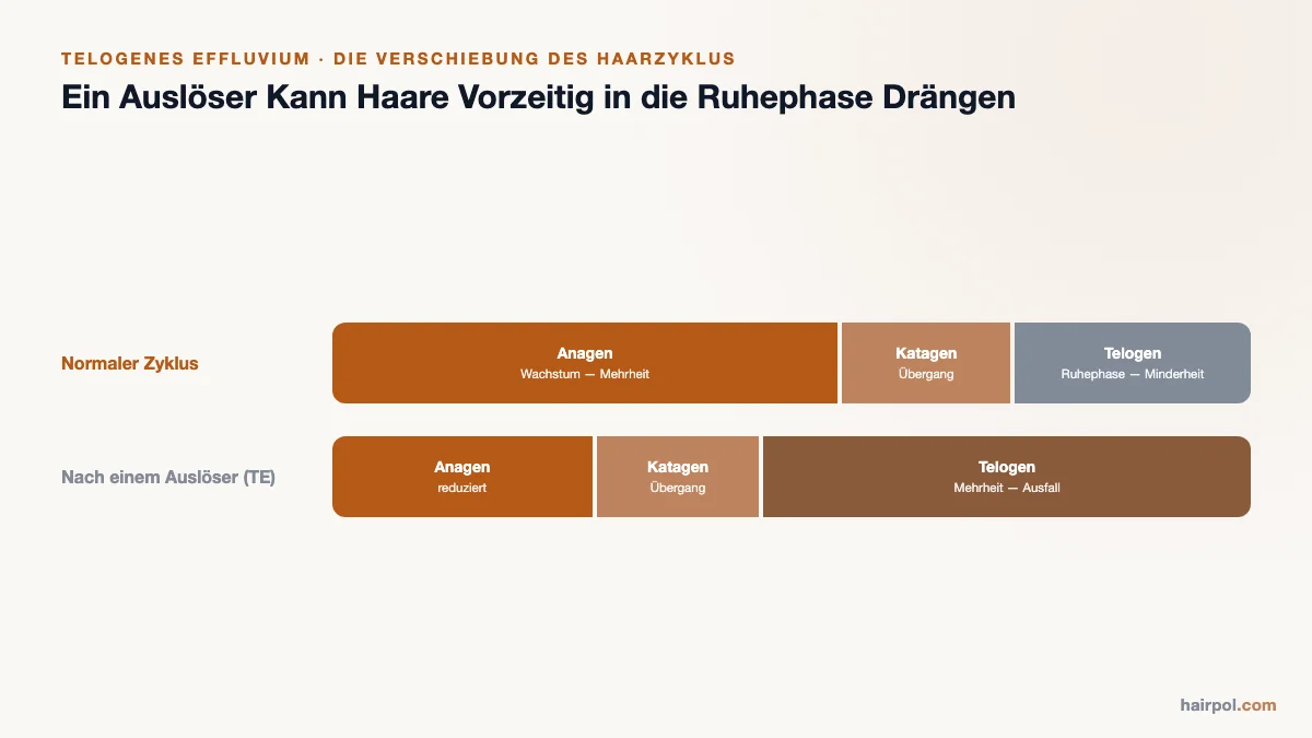 Diagramm, das den normalen Haarzyklus (Anagen in der Mehrheit) mit dem Zyklus nach einem Auslöser vergleicht, bei dem Telogen zur Mehrheitsphase wird.