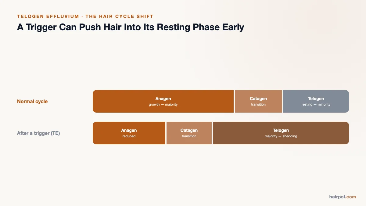 Diagram comparing the normal hair cycle (anagen majority) to the cycle after a trigger, where telogen becomes the majority phase.