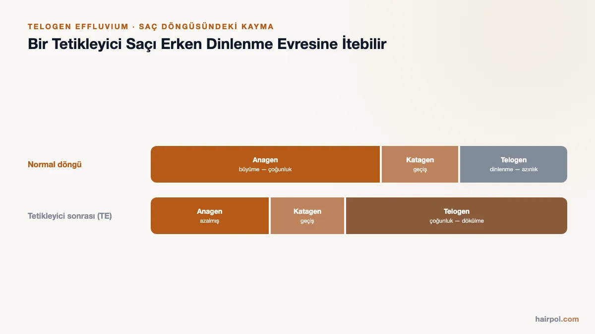 Normal saç döngüsü (anagen çoğunlukta) ile tetikleyici sonrası döngüyü (telogen çoğunlukta) karşılaştıran şema.