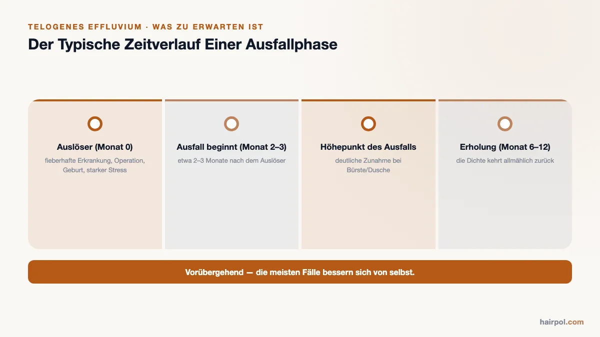 Zeitverlauf einer Episode des telogenen Effluviums: Auslöser in Monat 0, Ausfallbeginn in Monat 2–3, Höhepunkt und Erholung bis Monat 6–12.