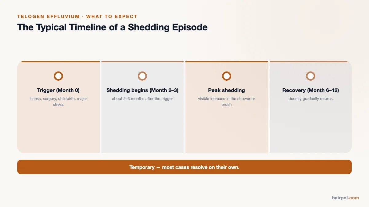 Timeline of a telogen effluvium episode: trigger at month 0, shedding onset at month 2–3, peak, and recovery by month 6–12.