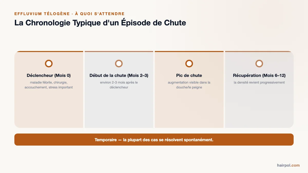 Chronologie d'un épisode d'effluvium télogène : déclencheur au mois 0, début de la chute au mois 2–3, pic et récupération d'ici le mois 6–12.