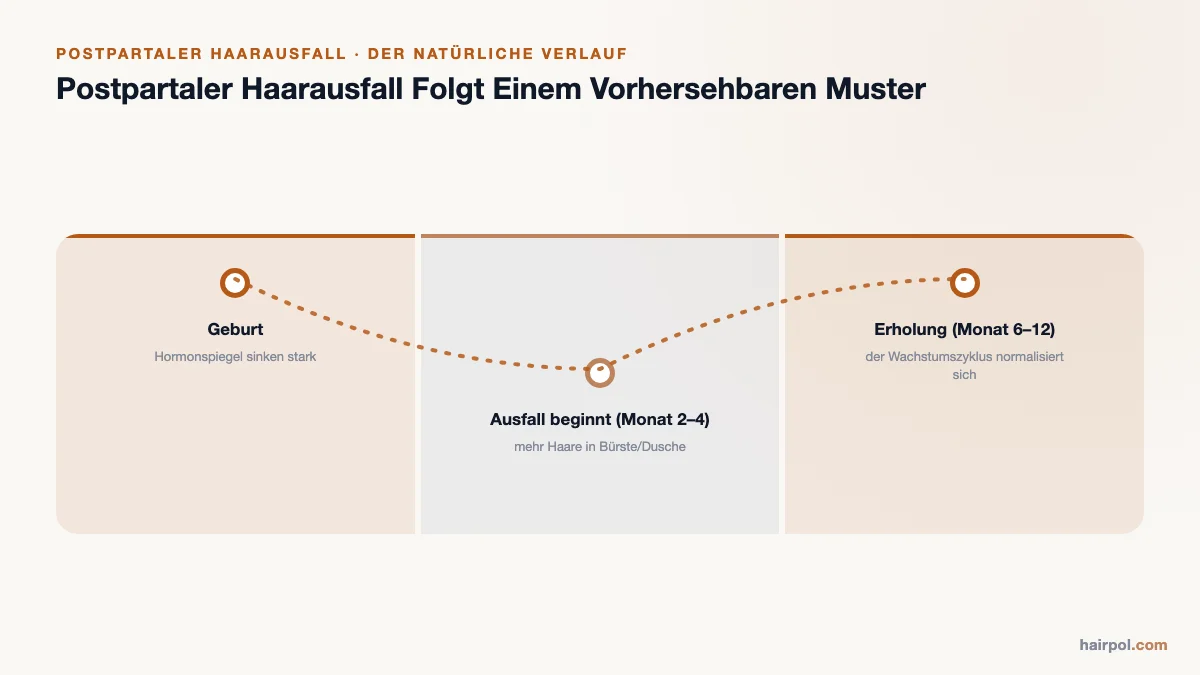 Zeitleiste des postpartalen Haarausfalls: Geburt, Ausfallbeginn in Monat 2–4, Erholung bis Monat 6–12.
