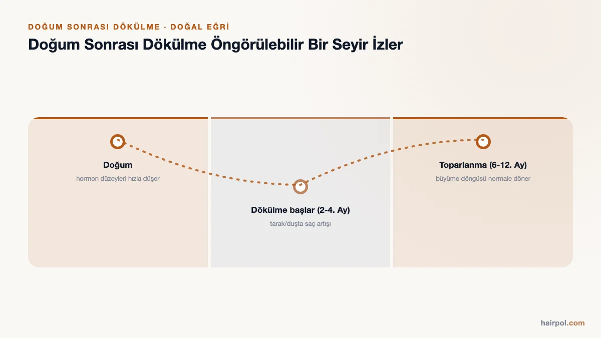 Doğum sonrası dökülmeyi gösteren zaman çizelgesi: doğum, 2-4. ayda dökülme başlangıcı, 6-12. ayda toparlanma.