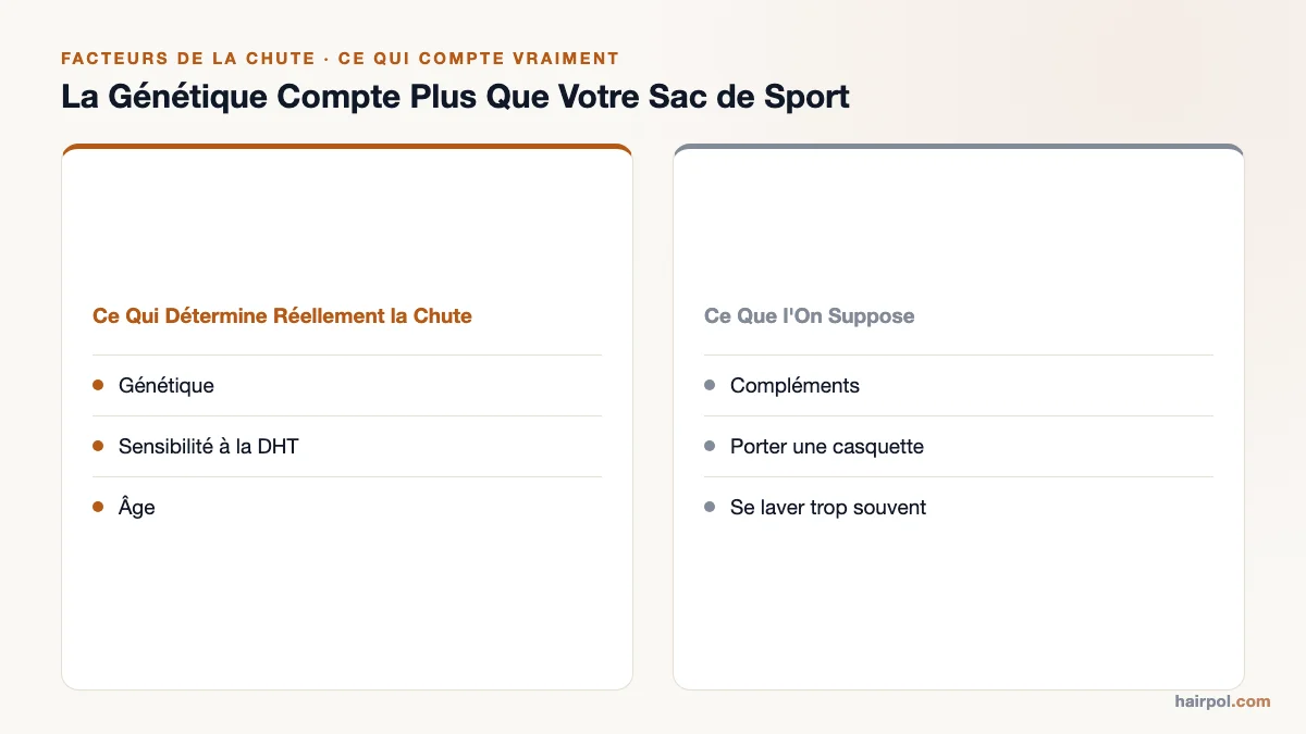 Comparaison en deux colonnes : ce qui détermine réellement la chute de cheveux (génétique, sensibilité à la DHT, âge) versus ce que l'on suppose (compléments, casquette, lavage trop fréquent).