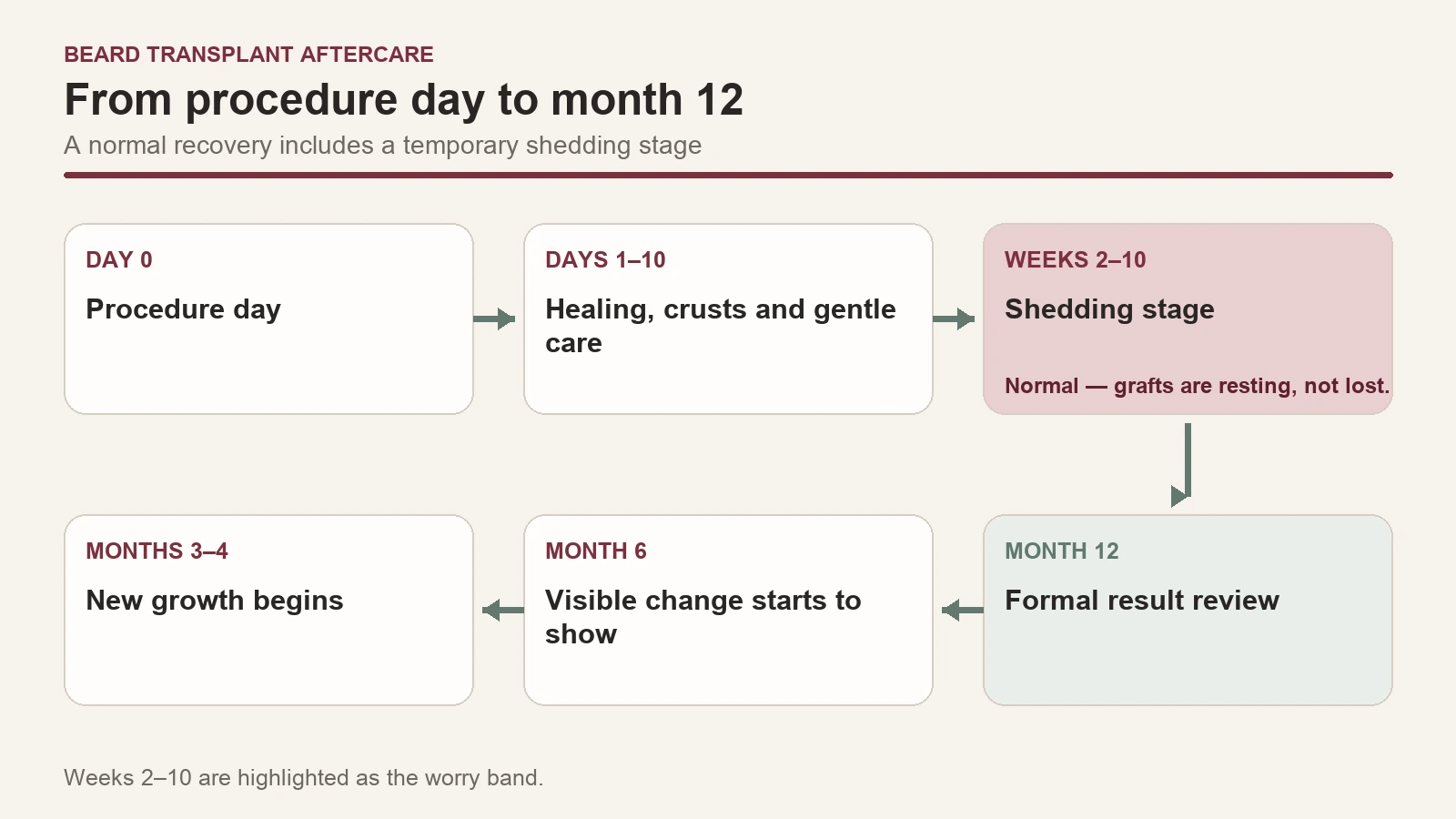 Beard transplant timeline from day 0 to month 12, with the weeks 2-10 shedding stage highlighted